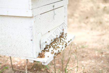 屋企有蜜蜂|【屋企有蜜蜂巢】屋企有蜜蜂巢？ 蜂類徵兆必知處理法！ 專家教。